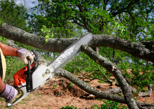 Leaf Removal in Cedar Creek, TX